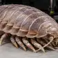 Giant Isopod: संग्रहालय में मिला नई प्रजाति का विशाल जीव